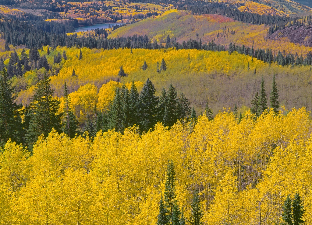 USA, Colorado, Grand Mesa National Forest, Fall colored aspen and conifers