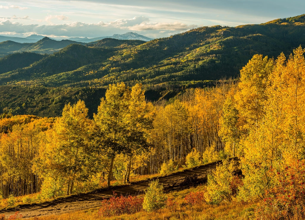 Sunset Golden Valley - A panoramic autumn sunset view of golden aspen grove in a mountain valley, Routt National Forest, Steamboat Springs, Colorado, USA