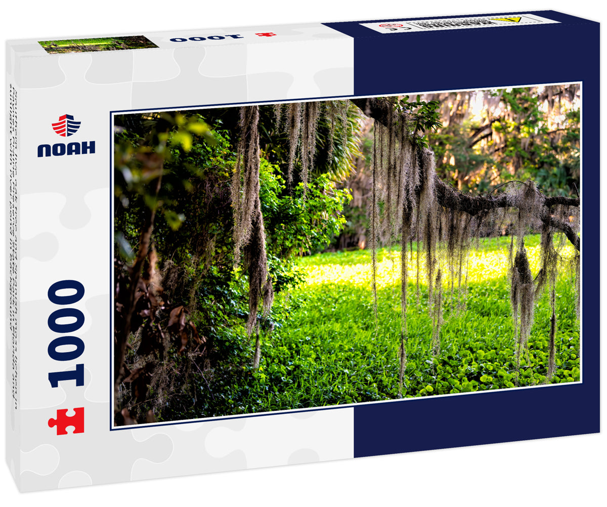 Southern live oak tree and Spanish moss lichen in Paynes Prairie Preserve State Park in Florida and sunlight with river pond in background
