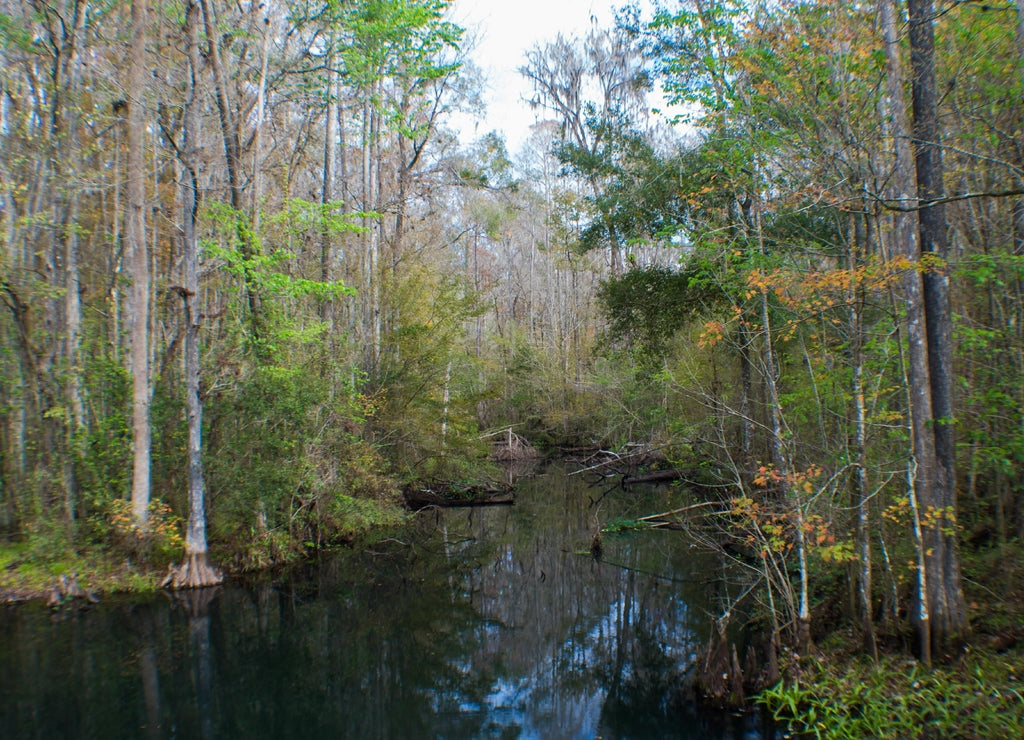 Creek flowing through to Crystal Springs in Pasco County Florida