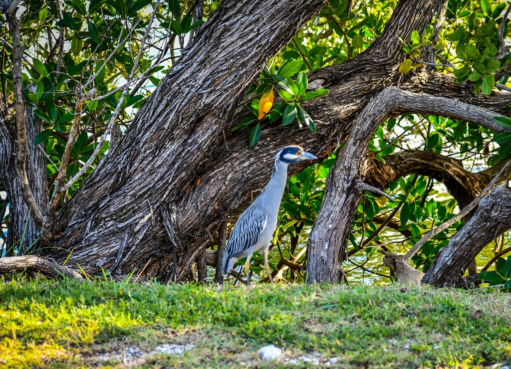 A Yellow-Crowned Night Heron in Key Largo, Florida