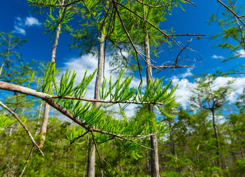 Big Cypress National Preserve, Florida, USA, America