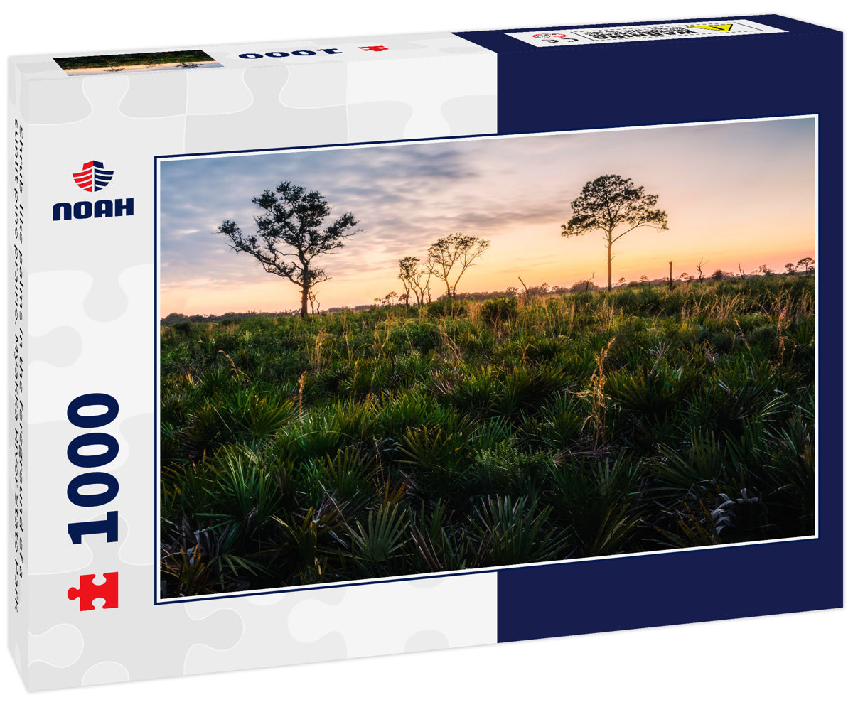 Shrub-like palms in the foreground of a sunlit pine prairie. Myakka River State Park