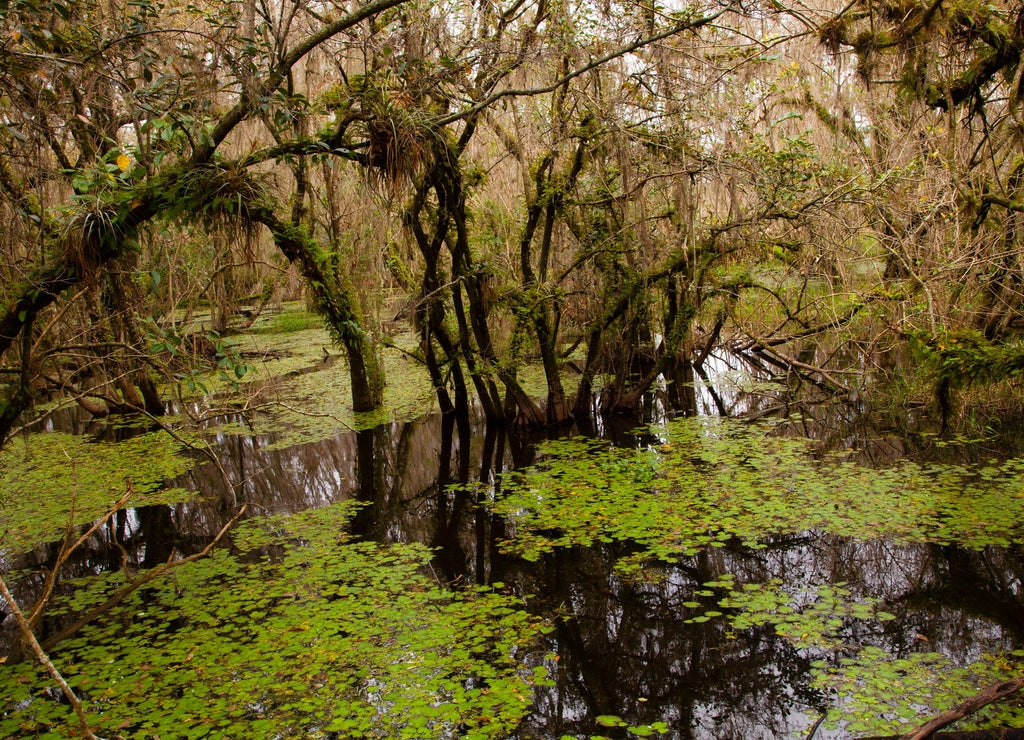 Cypress swamp, Big Cypress National Preserve, Florida
