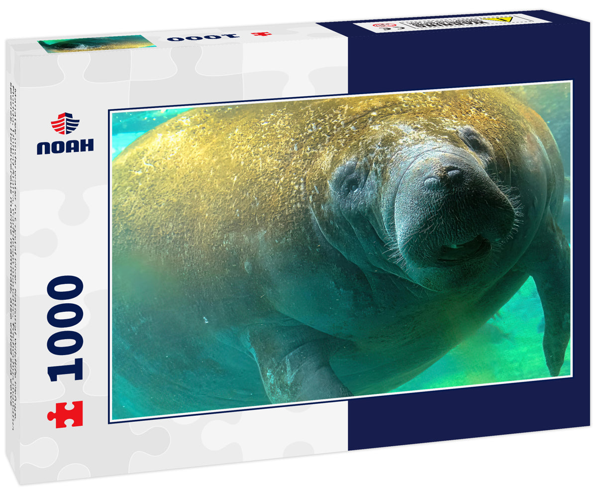 Manatee underwater in Crystal River National Wildlife Refuge, Florida, United States. Caribbean manatee. Trichechus manatus species. Herbivorous marine mammals, also called sea cows