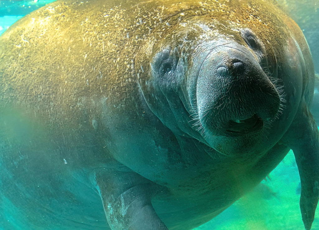 Manatee underwater in Crystal River National Wildlife Refuge, Florida, United States. Caribbean manatee. Trichechus manatus species. Herbivorous marine mammals, also called sea cows