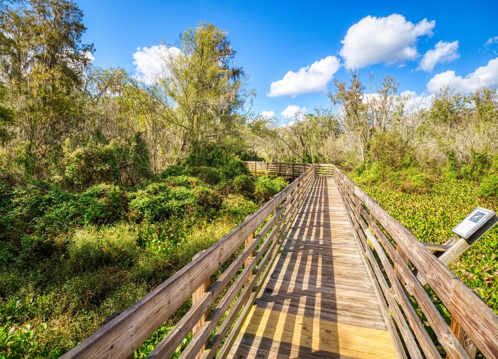 Wooden boardwalk in Lettuce Lake Park in Hillsborough County in Tampa Florida USA