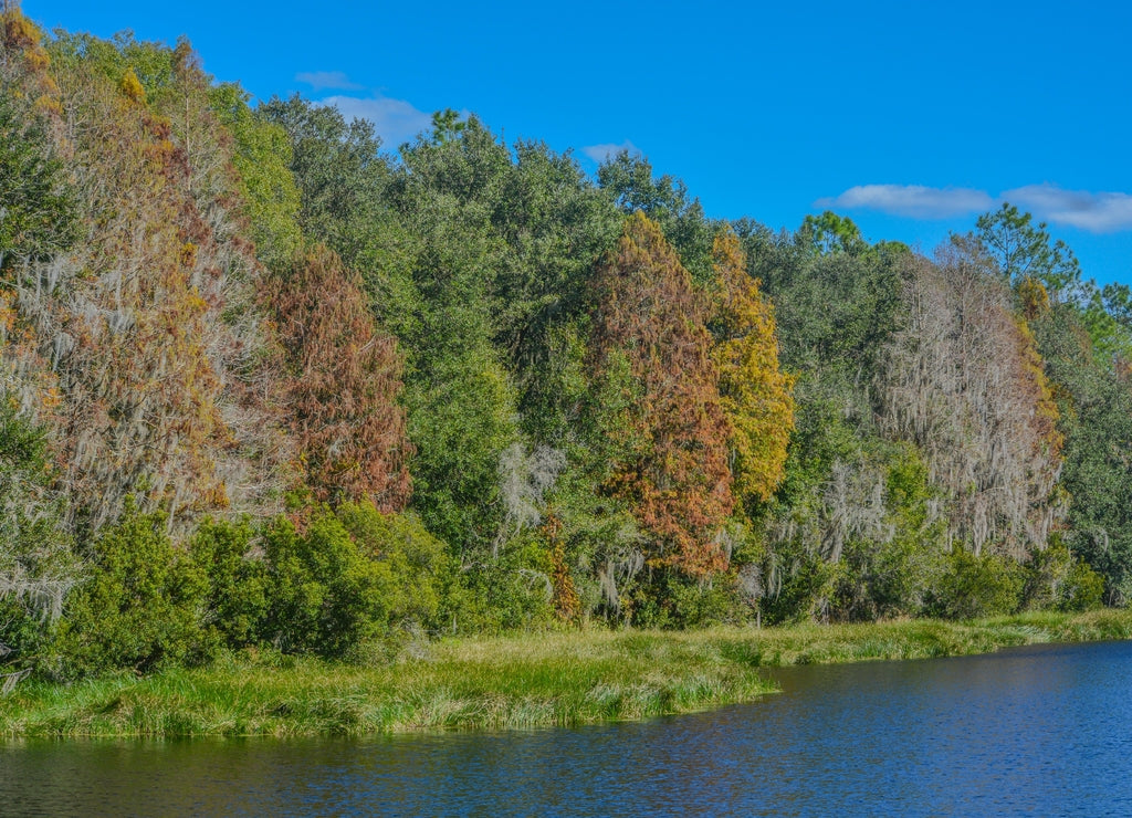 The beautiful tree lined Hurrah Lake in Alafia River State Park, Lithia, Hillsborough County, Florida