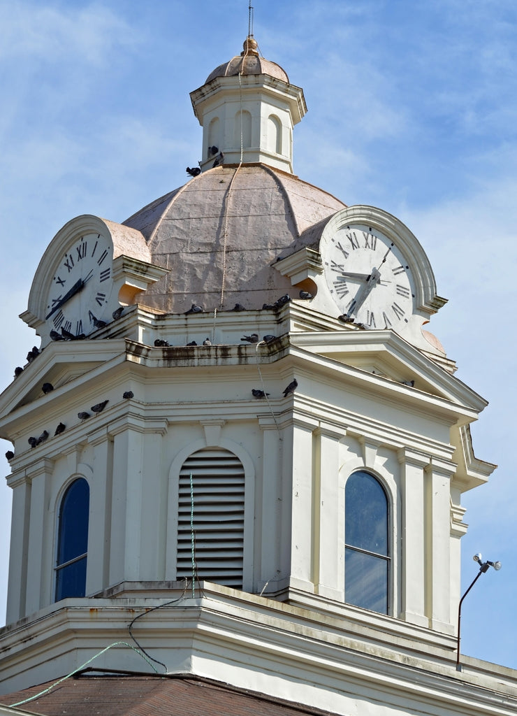 Birds roosting on Chattooga County's Courthouse in Summerville, Georgia