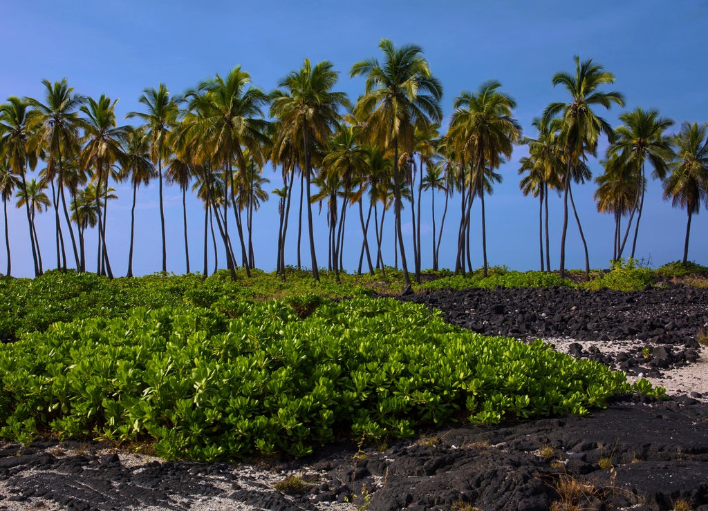 Black lava rock and lush, green, tropical foliage with beautiful palm trees at Pu?uhonua o Honaunau National Historical Park - A Place of Refuge - on the southwest coast of the Big Island of Hawaii