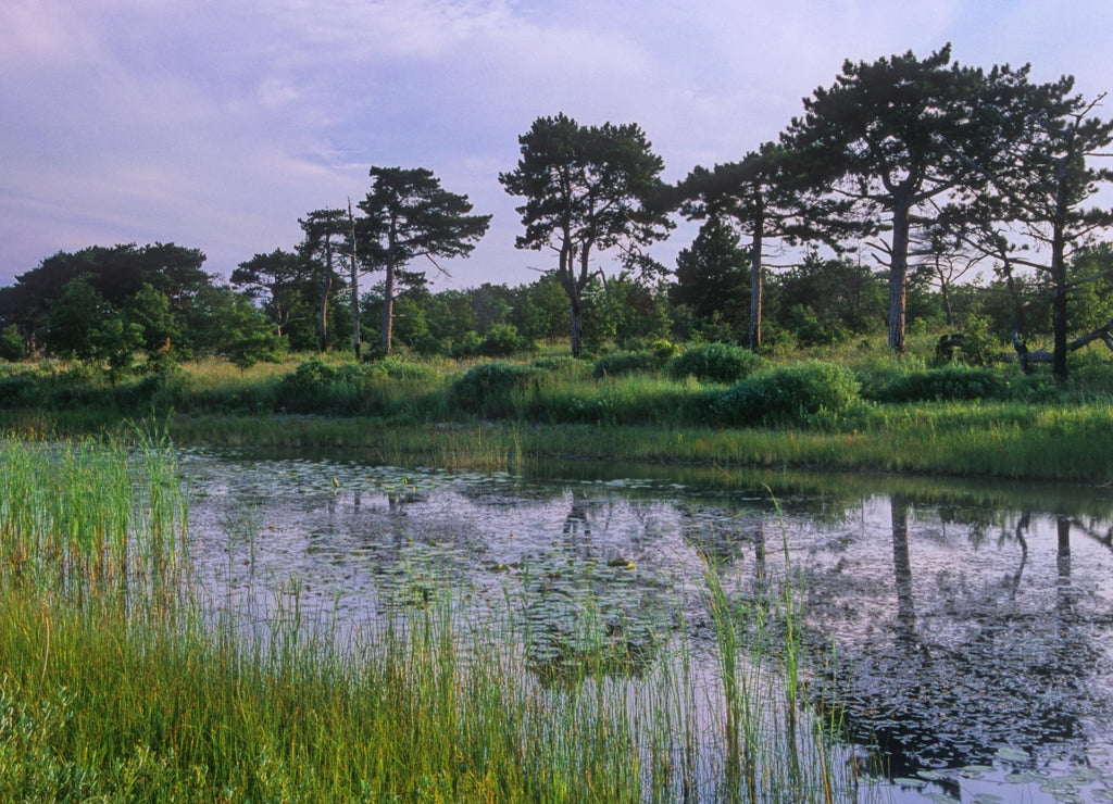 The Dead River in Illlinois Beach State Park in summer