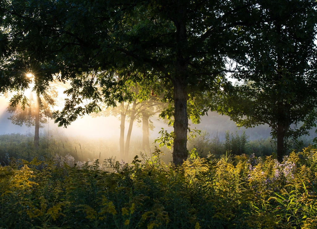 Dawn at Half Day Forest Preserve in Lake County, Illinois