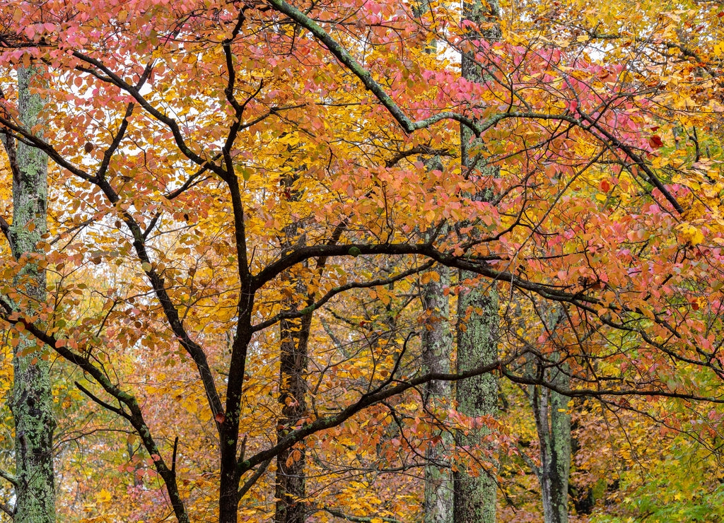 Trees in Saline County State Fish & Wildlife Area, Saline County, Illinois
