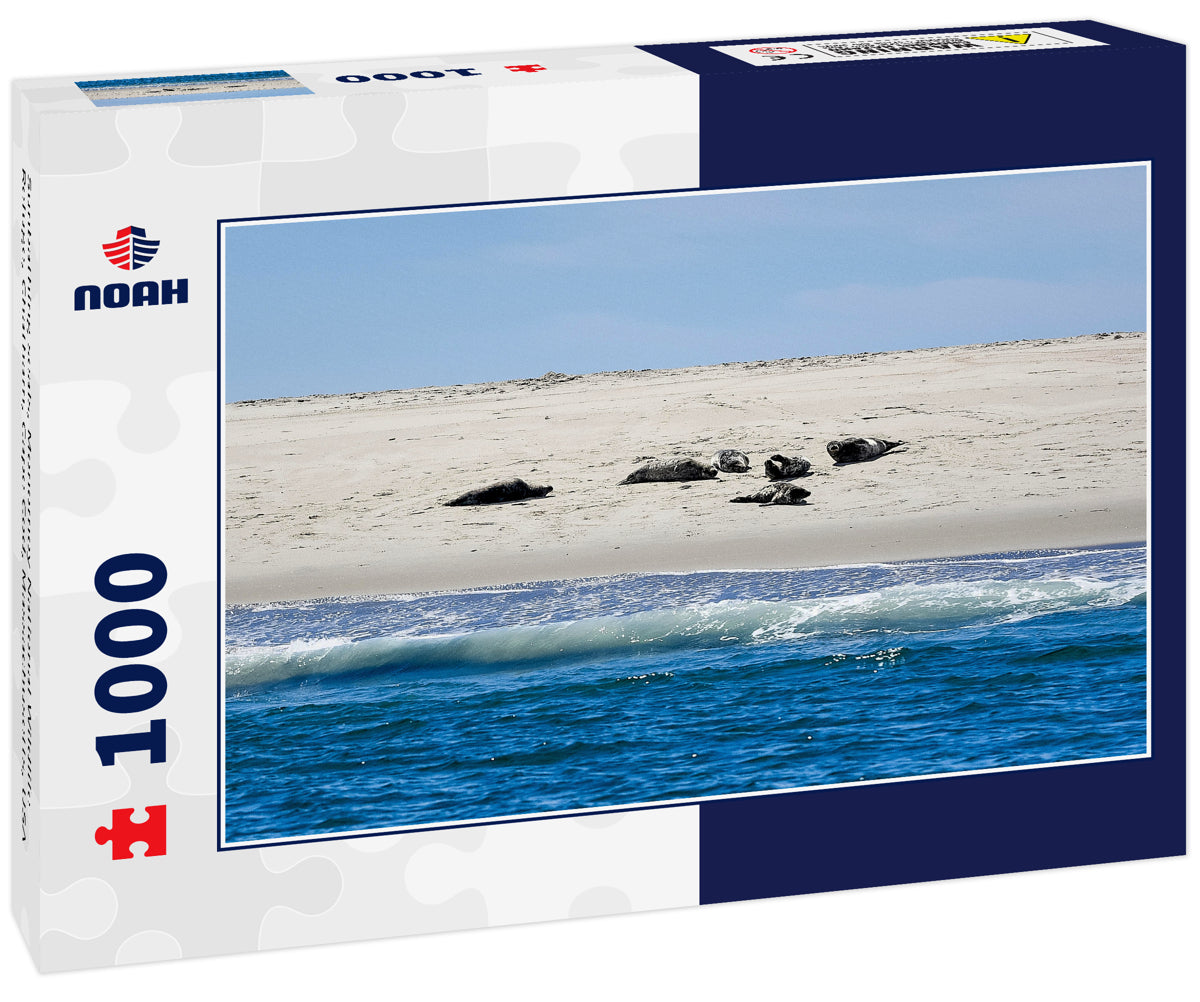 Sunbathing seals, Monomoy National Wildlife Refuge, Chatham, Cape Cod, Massachusetts, USA
