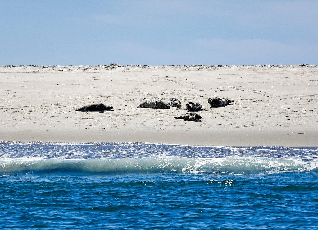 Sunbathing seals, Monomoy National Wildlife Refuge, Chatham, Cape Cod, Massachusetts, USA