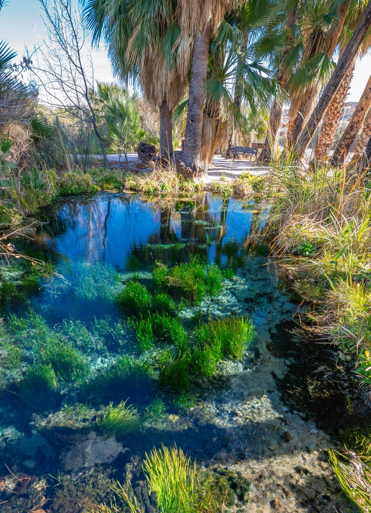USA, Nevada, Clark County, Warm Springs Natural Area. Refuge Stream Spring named because it flows into Moapa Valley National Wildlife Refuge
