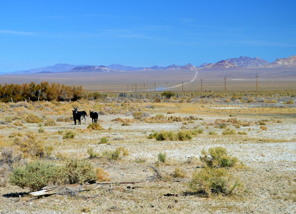 Wild Burros wondering in the desolate desert landscape in Alkali, Esmerelda County Nevada