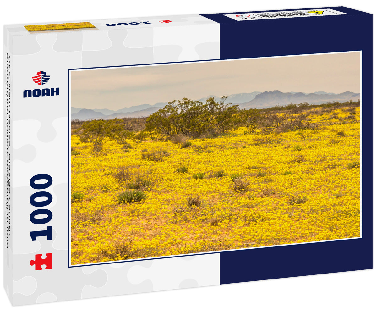 USA, New Mexico, Hidalgo County. Bladderpod flowers blooming in field