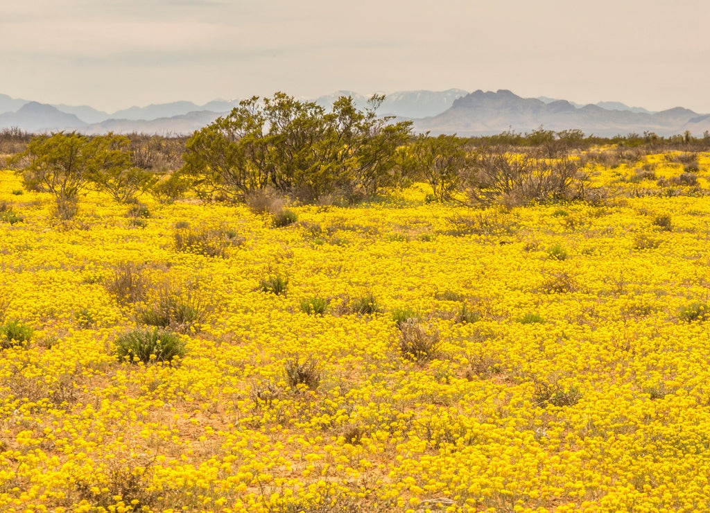 USA, New Mexico, Hidalgo County. Bladderpod flowers blooming in field