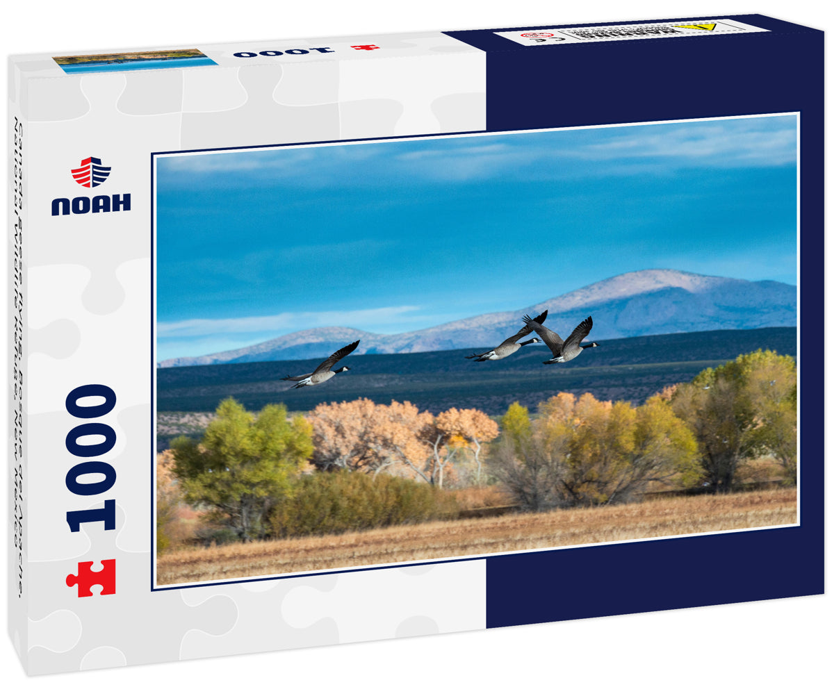 Canada geese flying, Bosque del Apache, National Wildlife Refuge, New Mexico