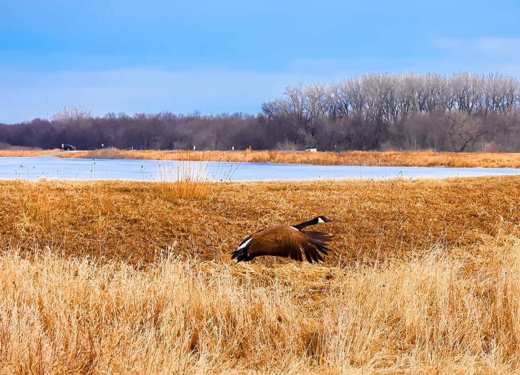 Allison Iowa Marsh