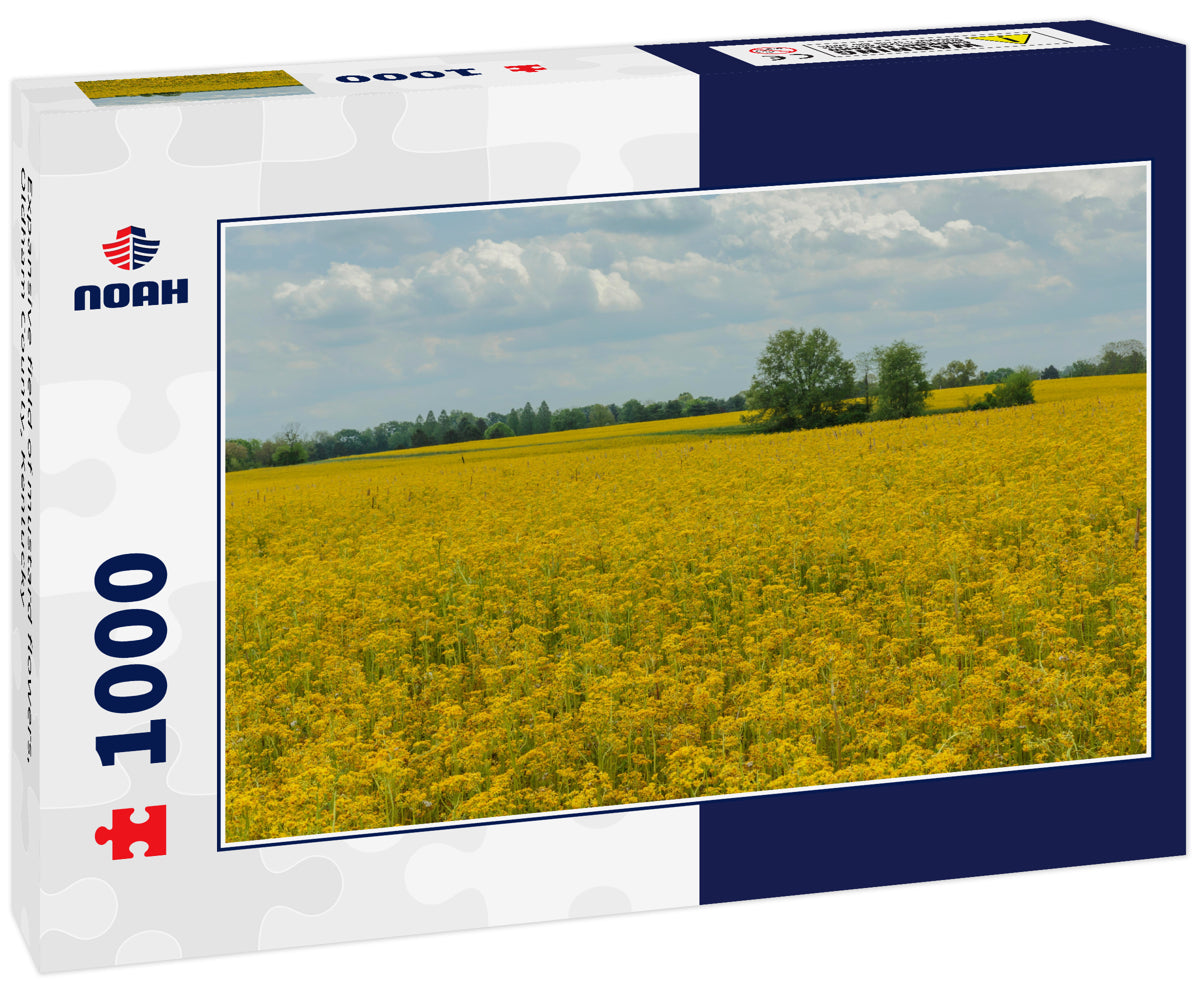 Expansive field of mustard flowers, Oldham County, Kentucky