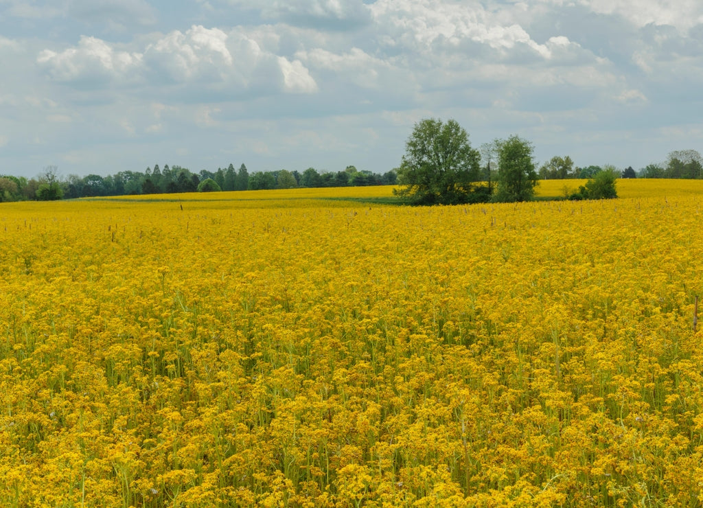 Expansive field of mustard flowers, Oldham County, Kentucky