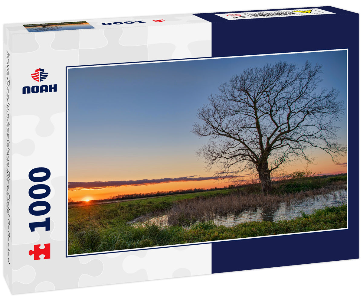 Lone Tree in a Louisiana Rice Field Reflected in Water at Sunset in Acadia Parish