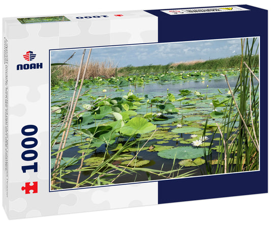 Lilypads invade a wetland pond in the Cameron Prairie National Wildlife Refuge south of Lake Charles, Louisiana