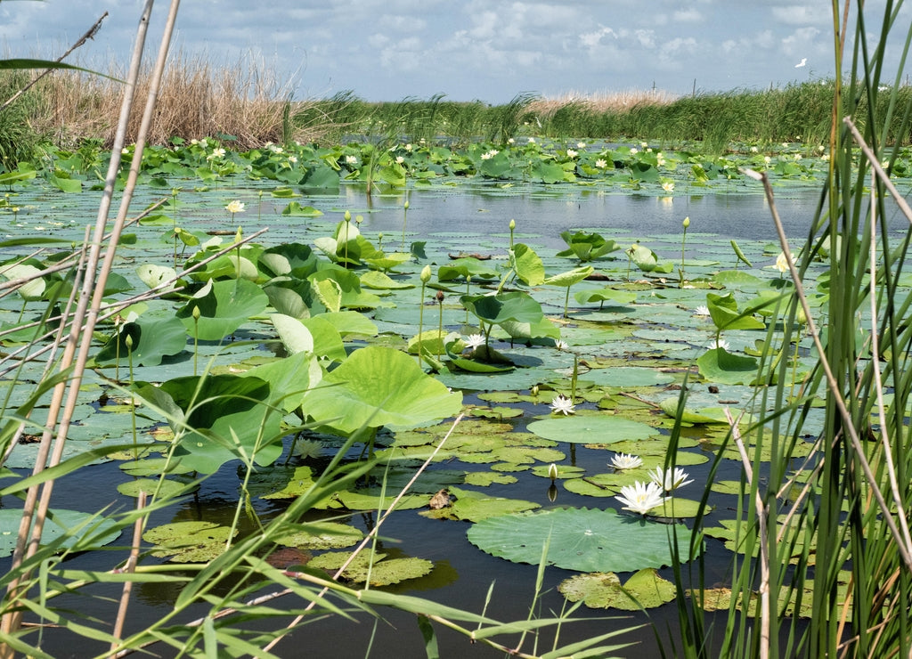 Lilypads invade a wetland pond in the Cameron Prairie National Wildlife Refuge south of Lake Charles, Louisiana