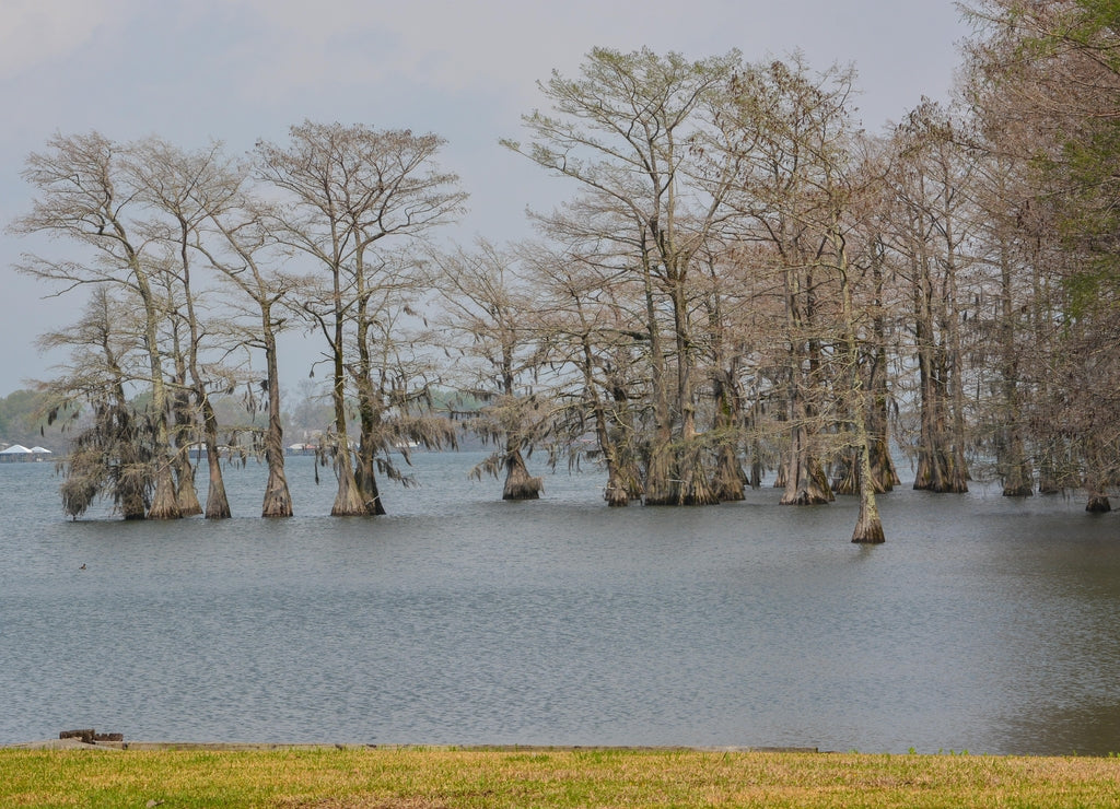 Moss draped Cypress trees in Lake Bruin on the Mississippi River at St Joseph, Tensas Parish, Louisiana