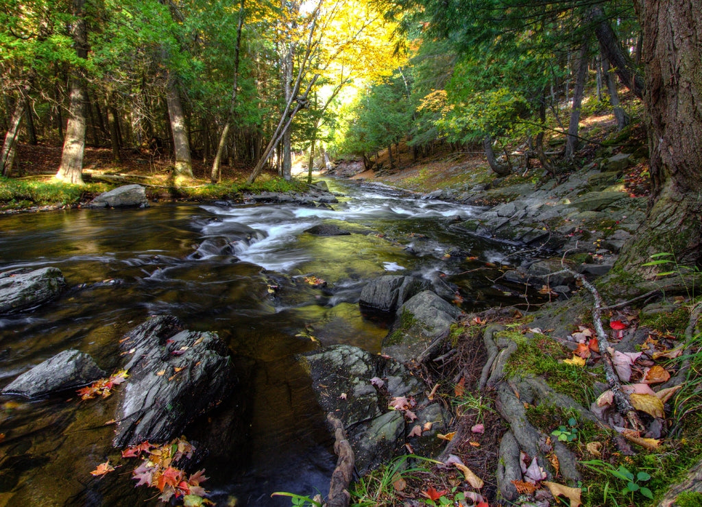 Autumn River Landscape. River with fall leaves on the bank flows through the lush forest of the northern Michigan wilderness in Baraga County