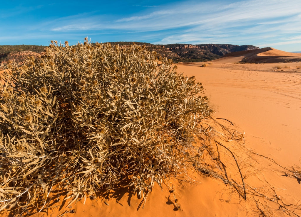 Rough Mules Ears With Sand Dunes and The Moquith Mountains In The Distance, Coral Pink Sand Dunes State Park, Utah, USA