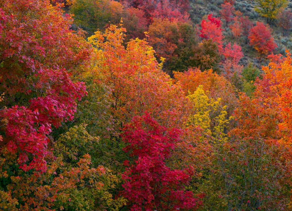 Maple-Arce, Forest in autumn, Eureka, Juab County, Utah