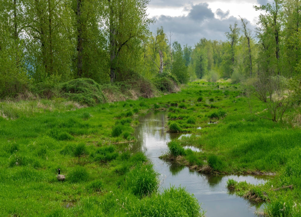 Steigerwald Lake National Wildlife Refuge, Camas Washington