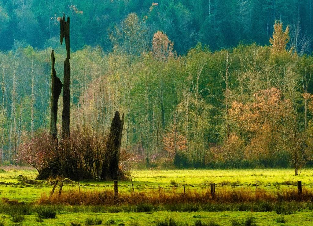 Landscape view of misty October morning in Shelton Washington