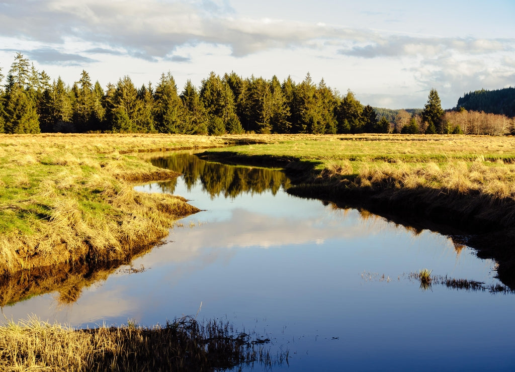 Slough, Government Road, Pacific County, Washington