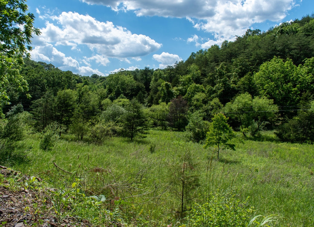 a clearing in the woods at the base of a mountain near Romney, Hampshire County, West Virginia