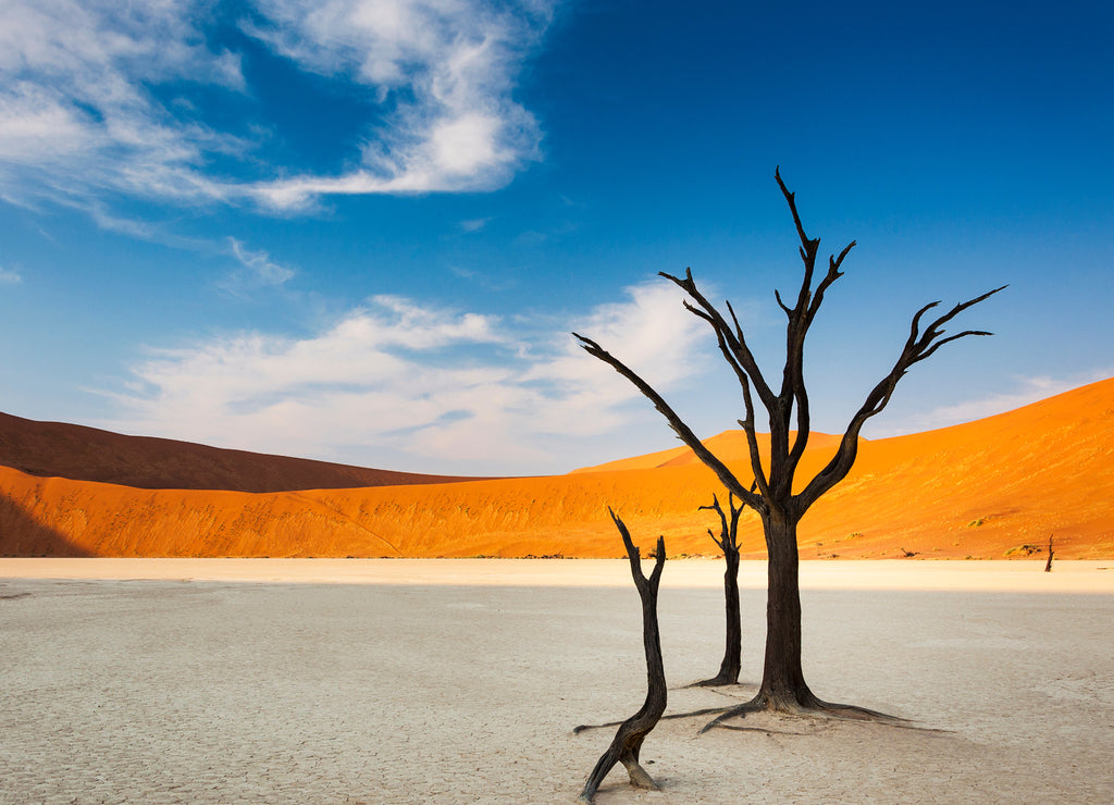 Dead trees and red dunes in the Dead Vlei, Sossusvlei, Namibia, concept for travel in Africa