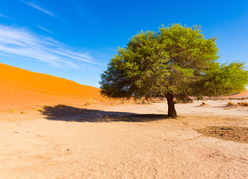 Sossusvlei Namibia, scenic clay salt flat with braided Acacia trees and majestic sand dunes. Namib Naukluft National Park
