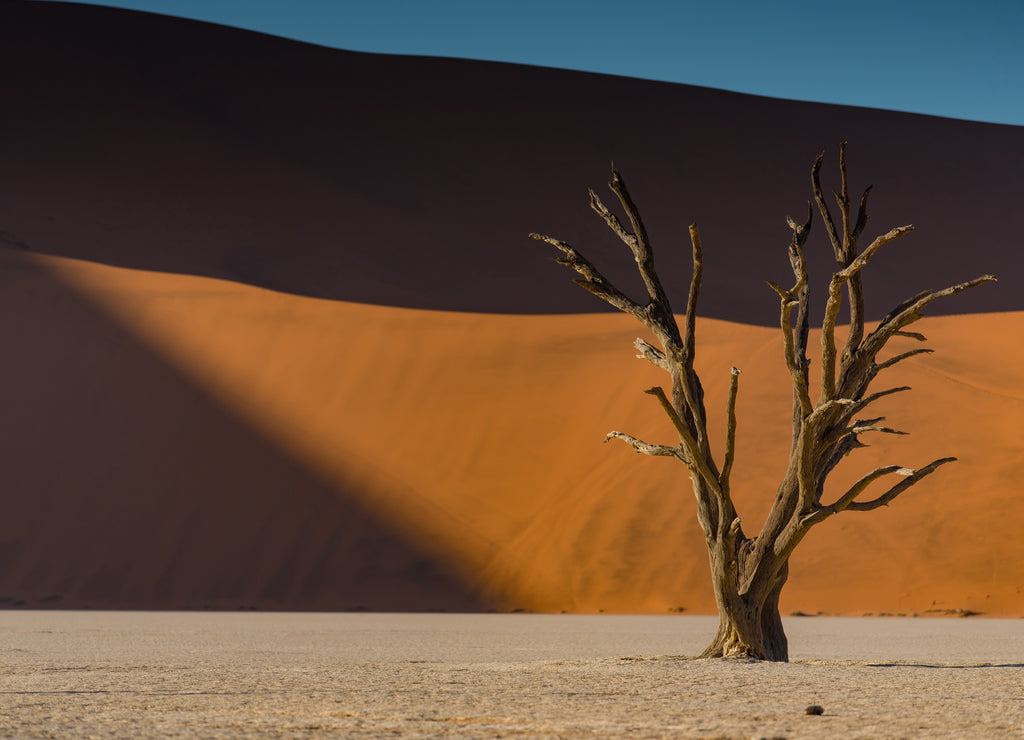 Abstract dead Camelthorn tree against orange sand dunes and blue sky during sunrise in Deadvlei, Sossusvlei, Namib-Naukluft National Park