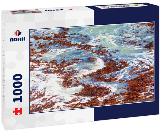 False red sea moss, a red algae species from the southern Atlantic Ocean - Namibia