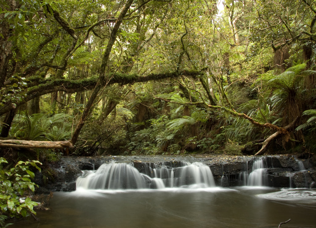 Waterfall in the Catlins Coastal forest New Zealand