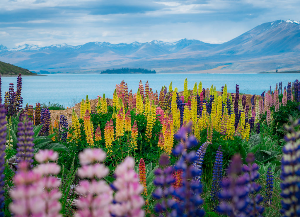 Landscape at Lake Tekapo Lupin Field in New Zealand