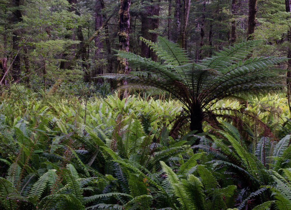 Rainforest with New Zealand tree fern Dicksonia squarrosa and crown ferns Lomaria discolor. Fiordland National Park. South Island. New Zealand