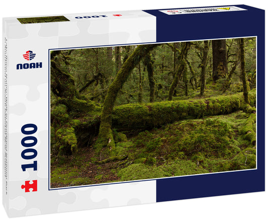 Lake Gunn Nature Walk in Fiordland National Park in Southland on South Island of New Zealand