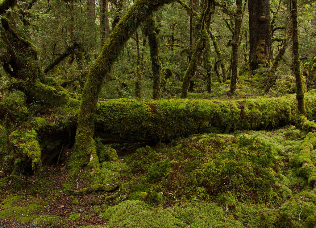 Lake Gunn Nature Walk in Fiordland National Park in Southland on South Island of New Zealand