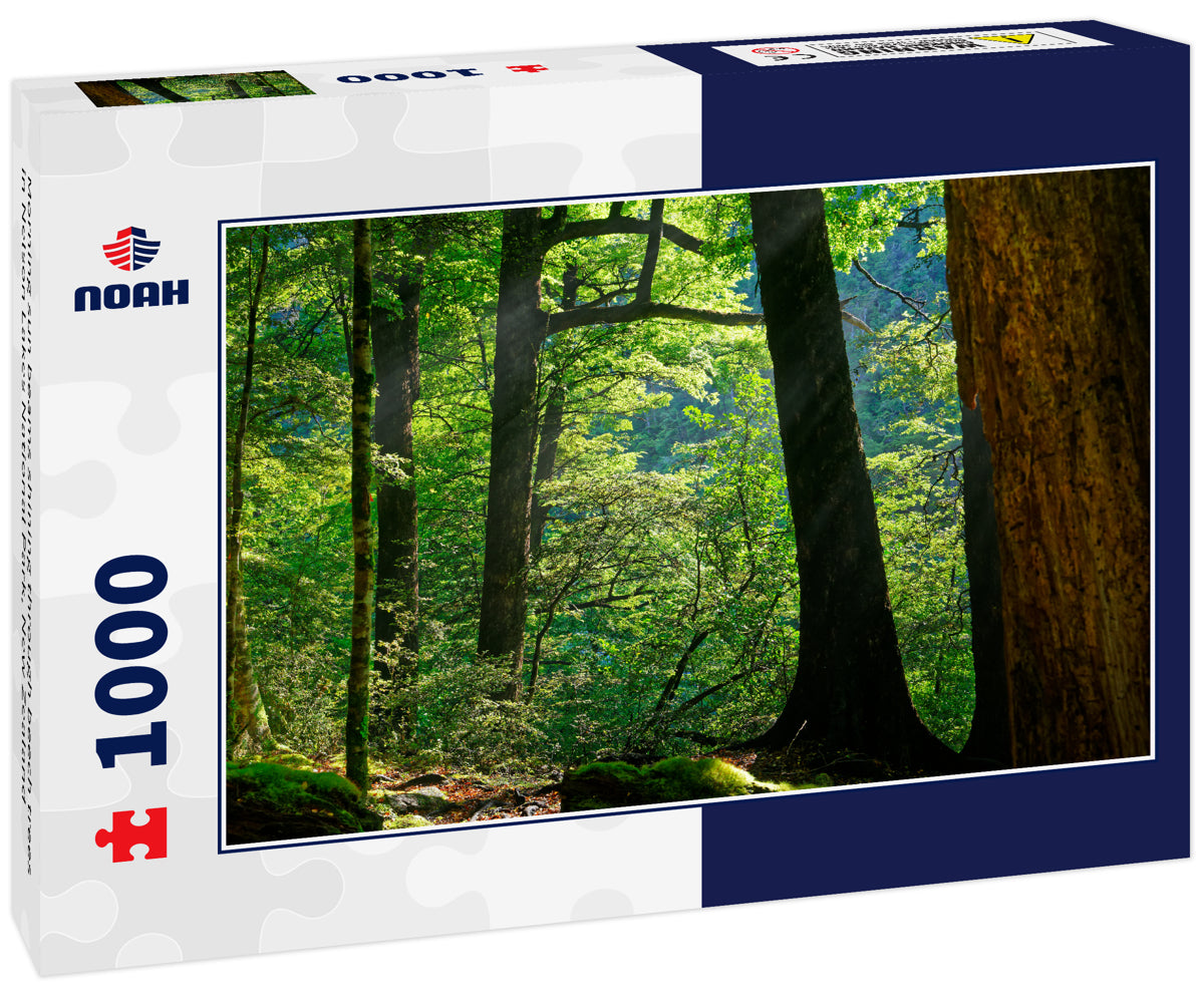 Morning sun beams shining through beech trees in Nelson Lakes National Park, New Zealand