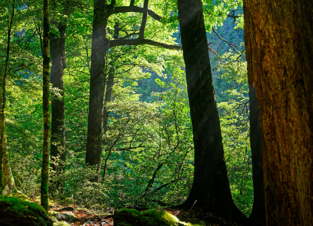 Morning sun beams shining through beech trees in Nelson Lakes National Park, New Zealand