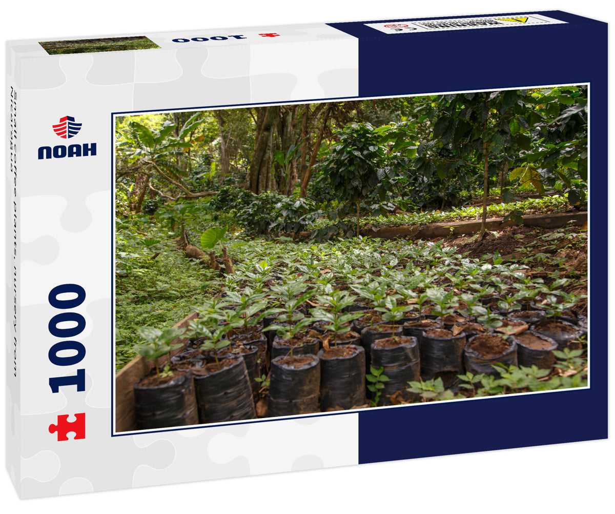 Small coffee plants, nursery from Nicaragua